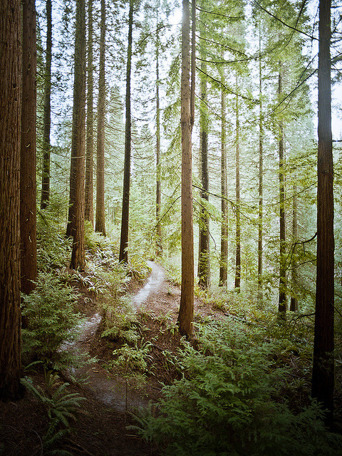 veridians: arboretum by mattsawyer77 on Flickr.