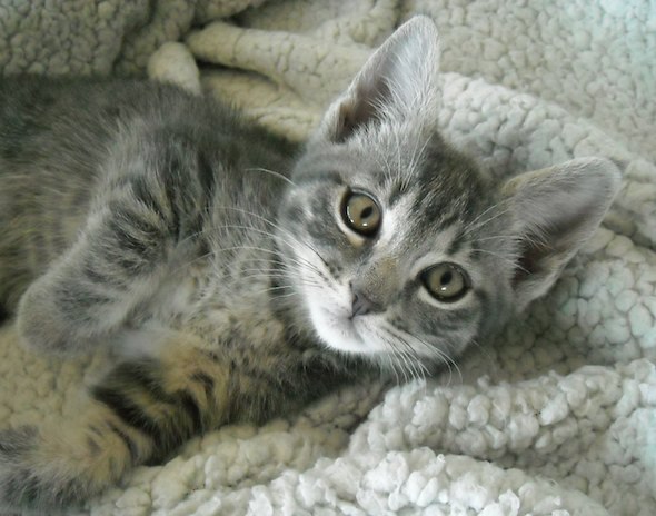 Good Morning Kitten