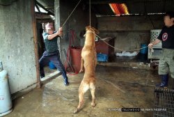veganism-begins-at-home:  Dogs are hanged, beaten or electrocuted in these slaughterhouses. These dogs’ lives are utter misery in tiny raised up wire cages and the first time they are out of these cages is when they are taken to these slaughterhouses