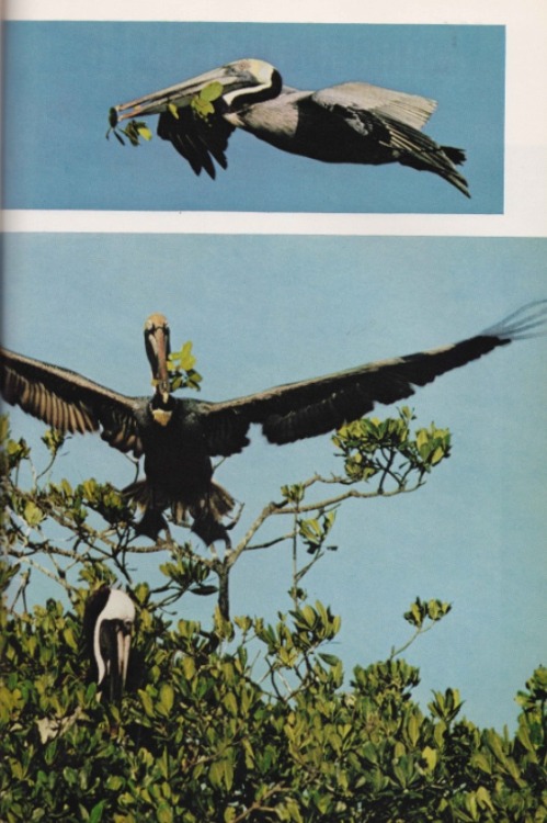 Padding their nests with mangrove leaves flown in from another island, a colony of brown pelicans sp