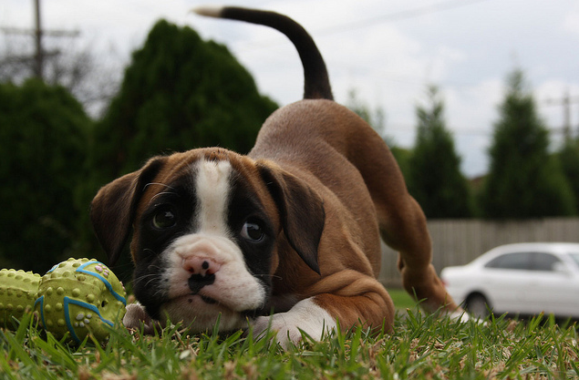 dopeboyyfreshh:  boxer =) 
