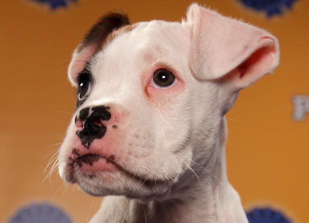 lyrabelacqua:  Uh oh. Puppy Bowl lineup is out.  HUNTER ON THE BOTTOM RIGHT HAND