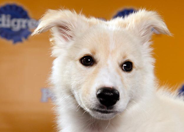 lyrabelacqua:  Uh oh. Puppy Bowl lineup is out.  HUNTER ON THE BOTTOM RIGHT HAND