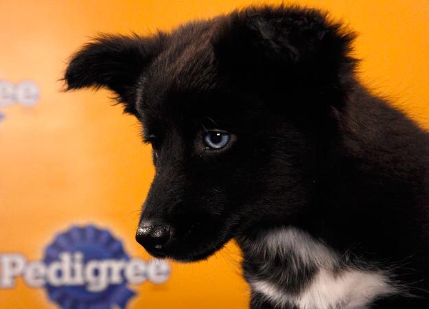 lyrabelacqua:  Uh oh. Puppy Bowl lineup is out.  HUNTER ON THE BOTTOM RIGHT HAND