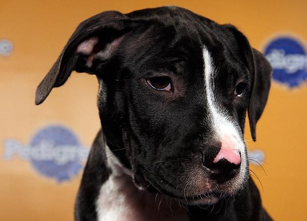 lyrabelacqua:  Uh oh. Puppy Bowl lineup is out.  HUNTER ON THE BOTTOM RIGHT HAND