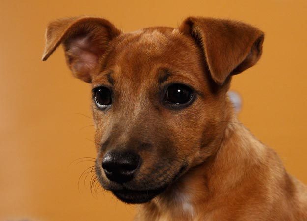 lyrabelacqua:  Uh oh. Puppy Bowl lineup is out.  HUNTER ON THE BOTTOM RIGHT HAND