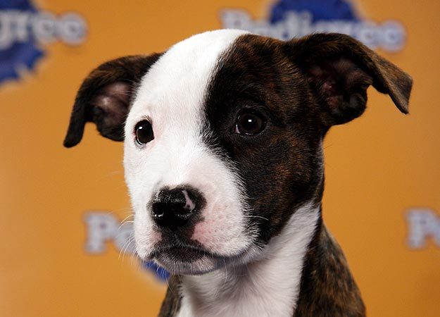 lyrabelacqua:  Uh oh. Puppy Bowl lineup is out.  HUNTER ON THE BOTTOM RIGHT HAND