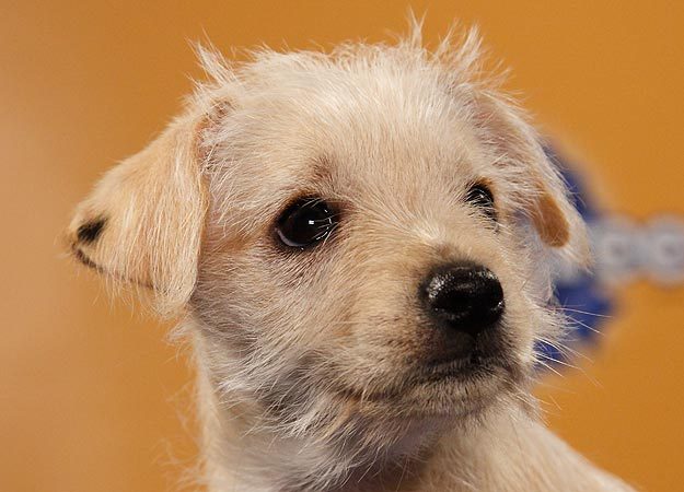 lyrabelacqua:  Uh oh. Puppy Bowl lineup is out.  HUNTER ON THE BOTTOM RIGHT HAND
