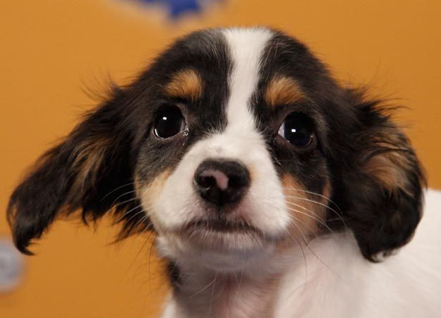 lyrabelacqua:  Uh oh. Puppy Bowl lineup is out.  HUNTER ON THE BOTTOM RIGHT HAND