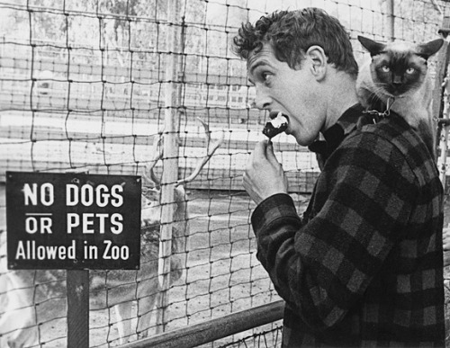 thelittlefreakazoidthatcould:  James Dean, Paul Newman, Steve McQueen and Marlon Brando with their cats. 