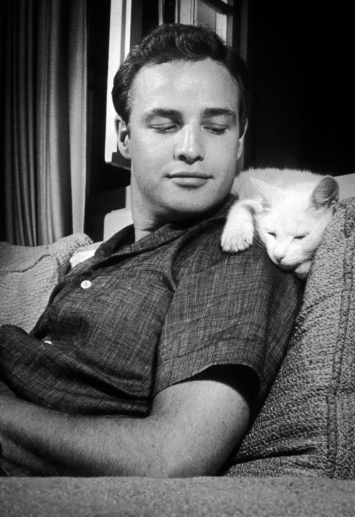 thelittlefreakazoidthatcould:  James Dean, Paul Newman, Steve McQueen and Marlon Brando with their cats. 