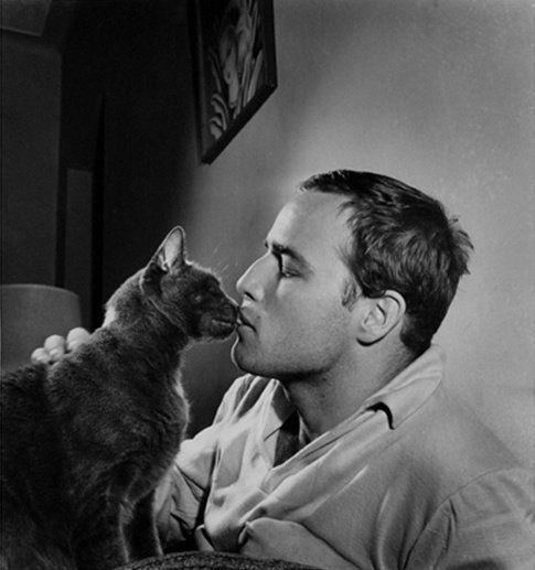 thelittlefreakazoidthatcould:  James Dean, Paul Newman, Steve McQueen and Marlon Brando with their cats. 