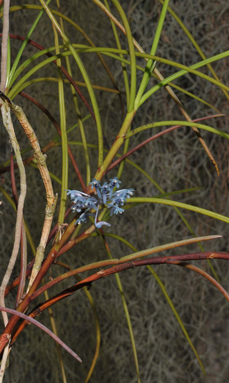 One of the very few orchids that has blue flowers, Cleisocentron merrillianum can be found in cloud forests in Sabah, Borneo at elevations from 1100 to 3000 meters. Photographed by Rogier van Vugt at the Leiden Botanical Garden in the Netherlands.