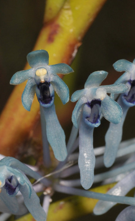 One of the very few orchids that has blue flowers, Cleisocentron merrillianum can be found in cloud forests in Sabah, Borneo at elevations from 1100 to 3000 meters. Photographed by Rogier van Vugt at the Leiden Botanical Garden in the Netherlands.