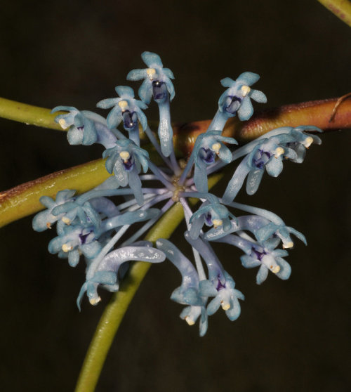 One of the very few orchids that has blue flowers, Cleisocentron merrillianum can be found in cloud forests in Sabah, Borneo at elevations from 1100 to 3000 meters. Photographed by Rogier van Vugt at the Leiden Botanical Garden in the Netherlands.