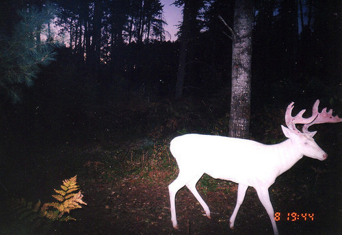 Trail Camera Photos