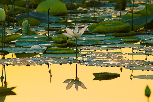 bluepueblo:  Lotus Blossom Reflection, Sukhna Lake, India photo via 2and1 