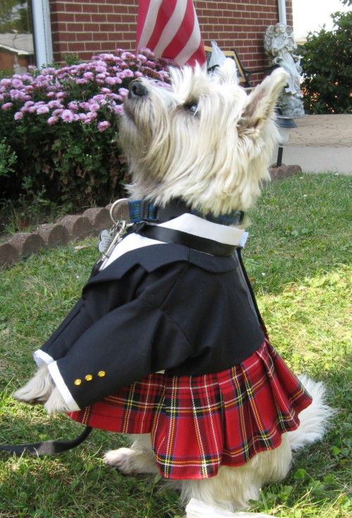 200 followers! Which means we must celebrate in the traditional manner&hellip;an adorable kilted dog