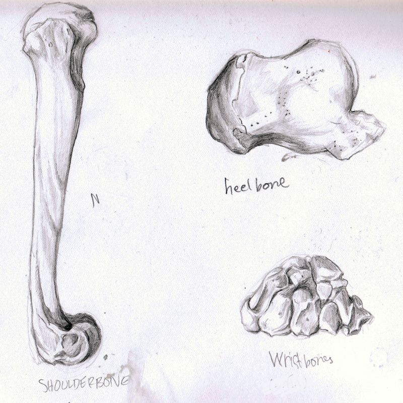 How To Draw A Skeleton Hand A StepbyStep Art Tutorial  Artlex