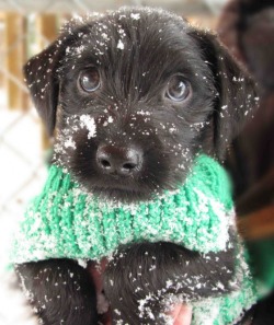 encoreducowbells:  When you’re all grown up you won’t have to wear goofy sweaters any more. 