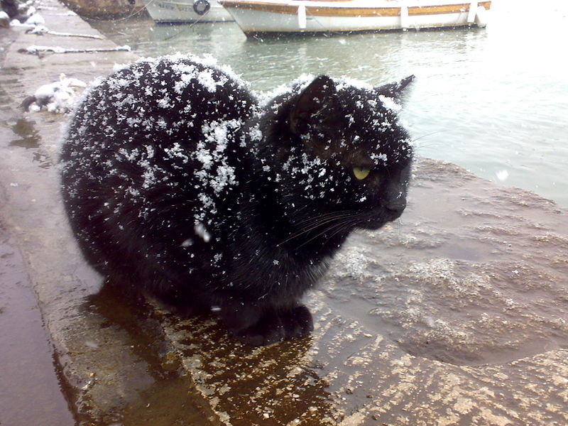 slyfig:  looks like this cat needs some head &amp; shoulders am i right