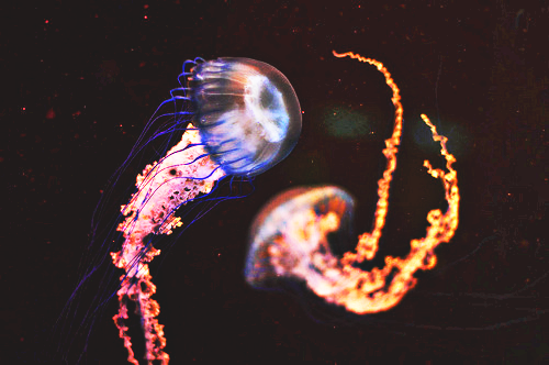  ive seen x amount of pics of jellyfish but i gotta say ive never seen a pic of jellyfish