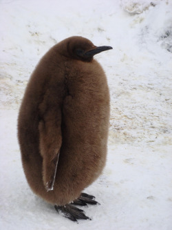the biggie smalls of the penguin world