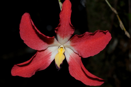 Dendrobium cinnabarinum var. cinnabarinum, photographed in situ in Maligan Virgin Forest Reserve, Sipitang District, Sabah, Malaysia. Photo by Tom Ballinger.