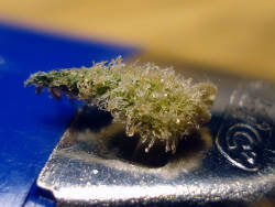 thatsgoodweed:  a nug that would blow your