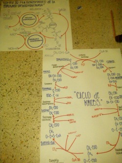 This Is My Little Baby -Blushes- Pyruvate Dehydrogenase Complex + Kreb&Amp;Rsquo;S