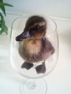 comicallyinsane:  frenchmeister:  missproxy:  stop right now there is a duck in a glass on your dash you must reblog this  Who could resist reblogging a duckling in a wine glass?  AHH this is so kawaii  