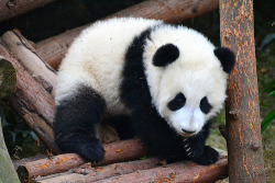 Giant Panda Photos