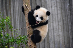 Giant Panda Photos