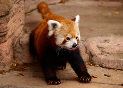 Ailurus fulgens