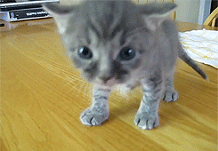 Poke-My-Gashkarth:  Your-Face-Sir-I-Hate-It:  Laugh-Addict:  4 Week Old Kitten Learns