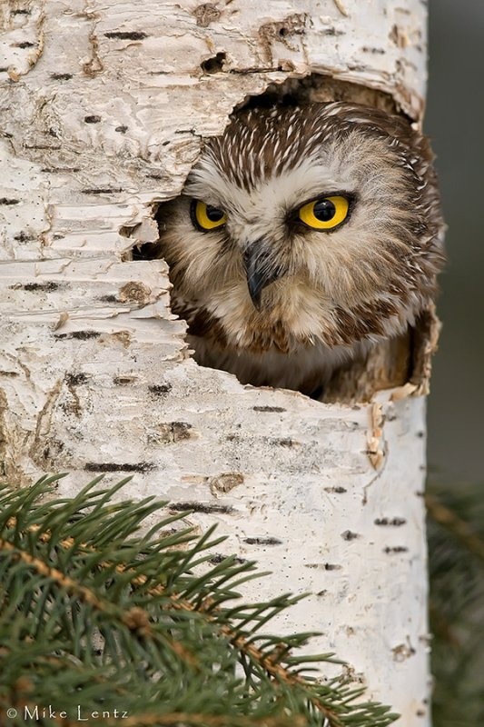 Owls are flying cats.
Photo by ©Mike Lentz