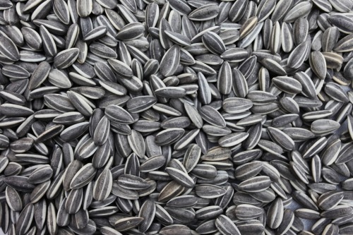 blakegopnik:  Daily Pic: A close-up on the five tons of porcelain sunflower seeds – about four