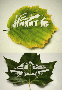 szymon:  Every leaf traps CO2 - Leagas Delaney