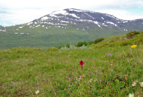 Gymnadenia runei, native to central Sweden; in Swedish, it is called brudkulla. Photographed in situ near Hemavan, Sweden by ockie50.