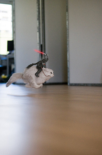 darth vader riding a cat. …