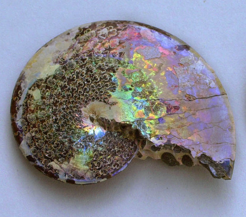 ammonite