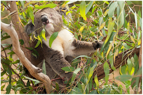 treeclimbingkoalas:  Koala_K3B6467 by www.jeroenstel.com on Flickr. 