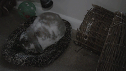 finalellipsis:  These are gifs of a bunny being vacuumed and not giving a shit. 