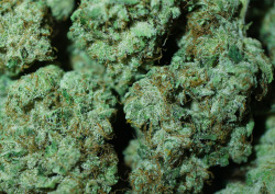 bl0winonmedicinal:  girl scout cookies   I want some girl scout cookies