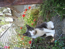 connor in my courtyard garden  :)  thanks for the submissions! :D 