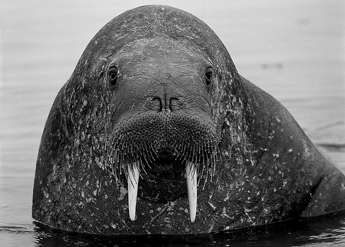 iamtheodobenusrosmarus:Walrus 2 (by E. Berger)How can anyone not love that face?