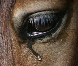 ride-a-keeper:  hvccii:  do you guys ever wonder if sarah jessica parker’s reading