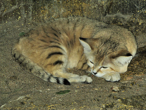 whipmyfrobackandforth:  intrinsicallylinkedlife:  The sand cat (Felis margarita), is a small cat that lives in African and Asian deserts. (The name “desert cat” is reserved for Felis silvestris lybica, the African wildcat.) The sand cat lives in arid