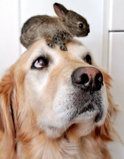 amnemonic:This Isn’t My Hat! | Cutest Paw