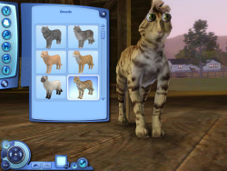 simsgonewrong:  funny lookin cat  fuck i love sims so MUCH